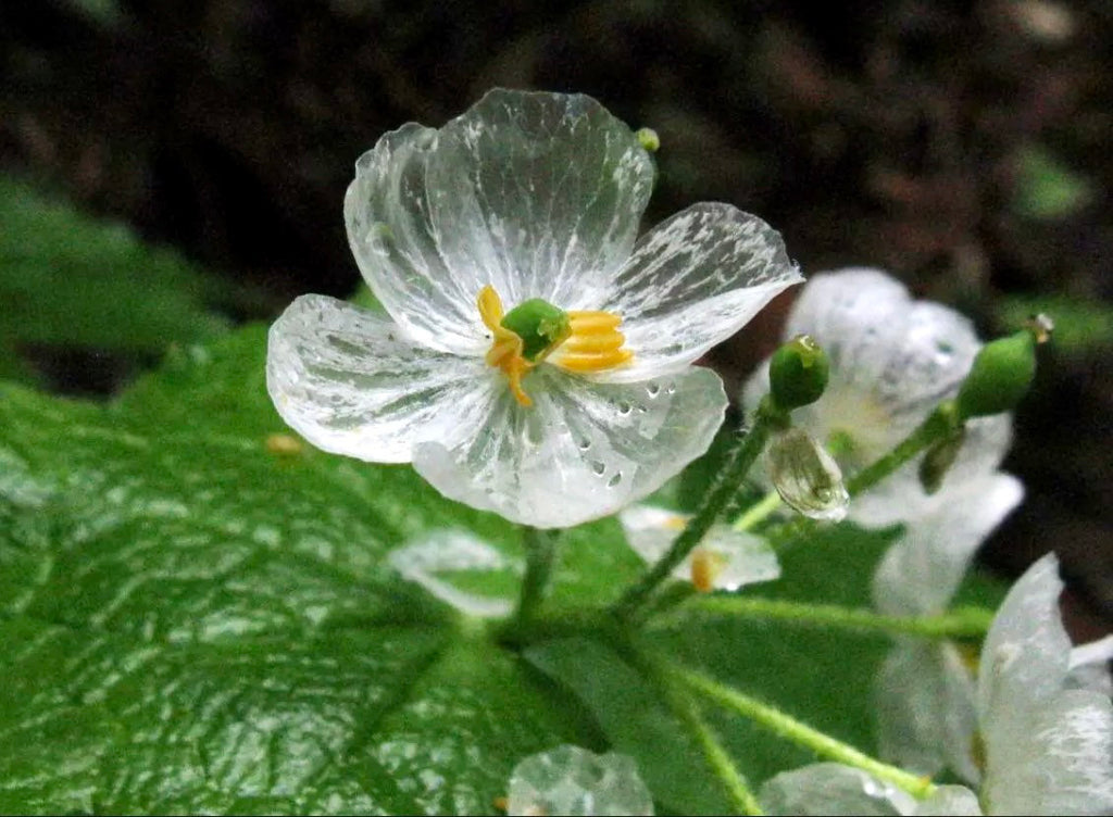 Crystal Flower Seeds