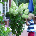 🌺Panicle Hydrangea Seeds