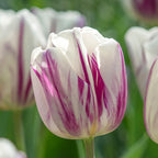 Flaming Flag Triumph Tulip Seeds