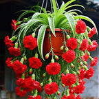 Grand Bloom Spider Plant Seeds/Bulbs 💐 Nature's Hanging Masterpiece of Color & Grace
