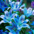 Aurora Lily-Rare Exquisite Lily Bulbs 🌸