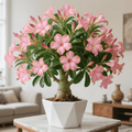 Rainbow Desert Rose - Cold and Heat resistant, Easy to survive