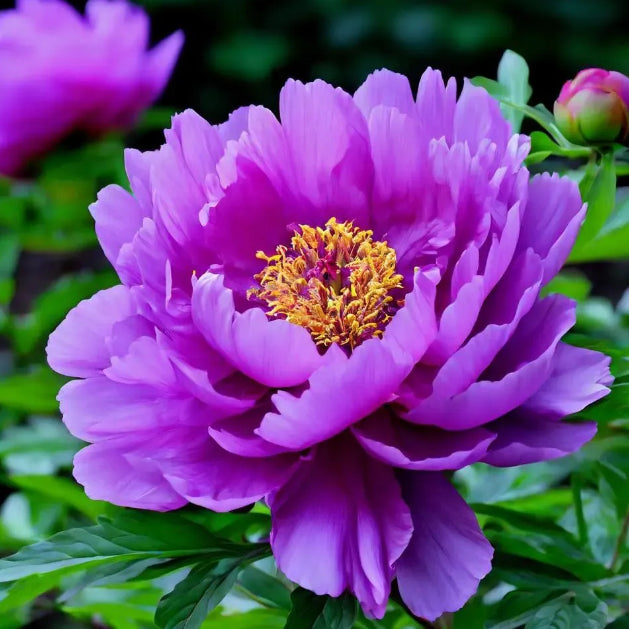 Silver light Peony Seeds – Symbol of luck and wealth
