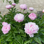 White Peony Seeds – Symbol of luck and wealth