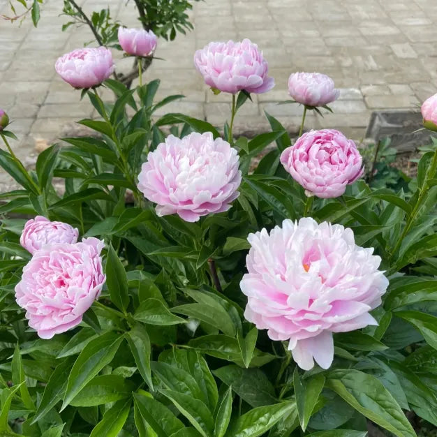 White Peony Seeds – Symbol of luck and wealth