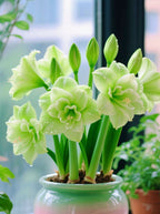 🌺Double-Petaled Perfume Amaryllis Bulbs