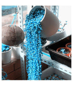 BLUE PEARL CHLOROPHYTUM SEEDS