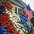 🔥 Limited Edition! Red, White & Blue Hydrangeas for America’s 250th 🇺🇸