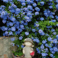 Blue Plumbago Flower Seeds - Blue Gem in the Garden