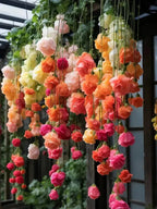 Weeping Begonia Seeds-Malus halliana