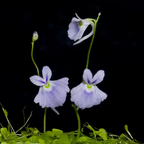 Utricularia sandersonii Seeds