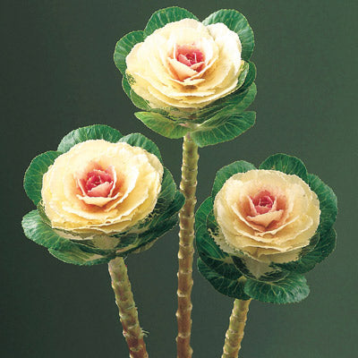 Ornamental Kale Cut Flower Collection Seed
