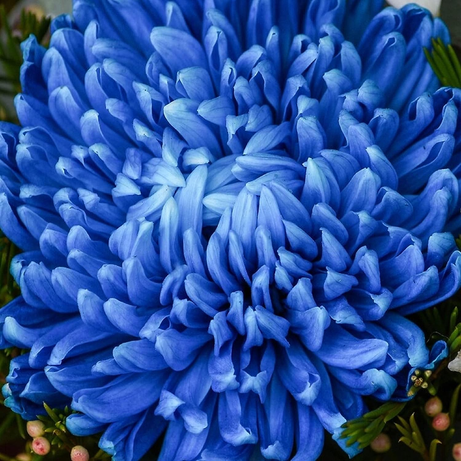 Mixed Spider Mums Flower Seeds-Over 20 Colors