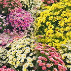 🌼Pest Killer: Pyrethrum Daisy Seeds