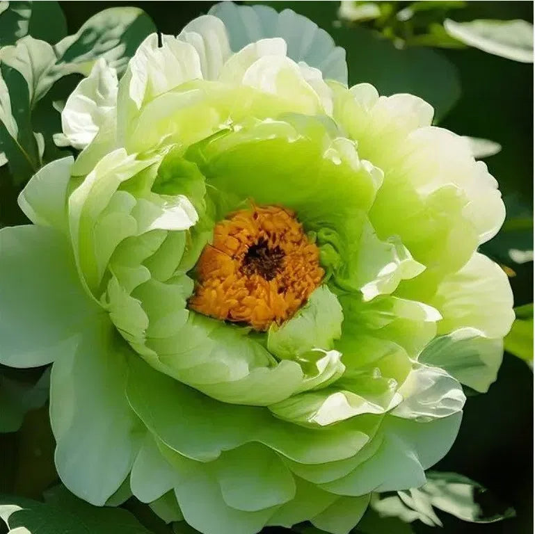 Yellow Peony Seeds – Symbol of luck and wealth