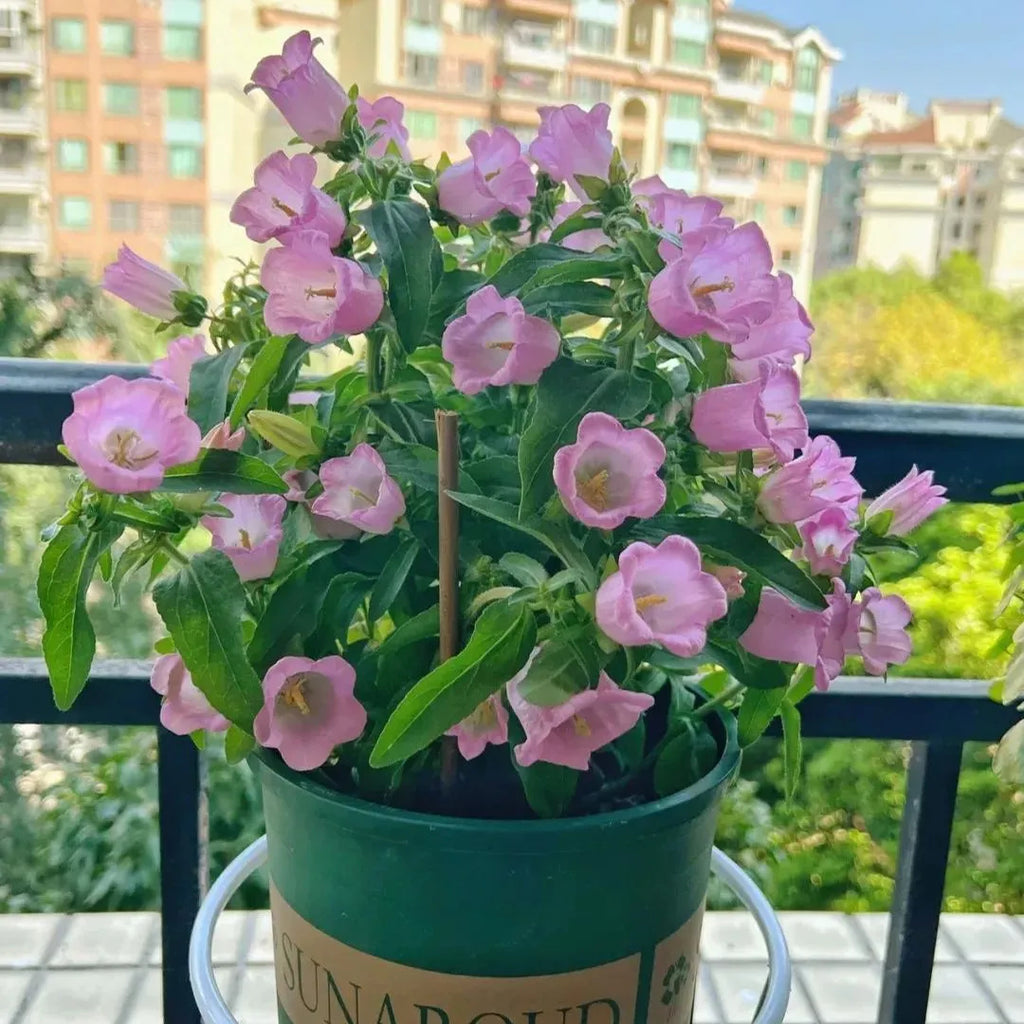 Campanula Seeds, Potted Flower Seeds