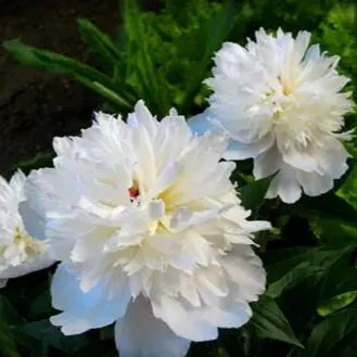 Colorful Peony Flower-Over 7 Colors