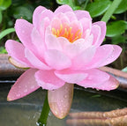 🌸[7 days germination]Last Day Sale - 50% OFF💐The Sacred Bonsai Bowl Lotus Flower
