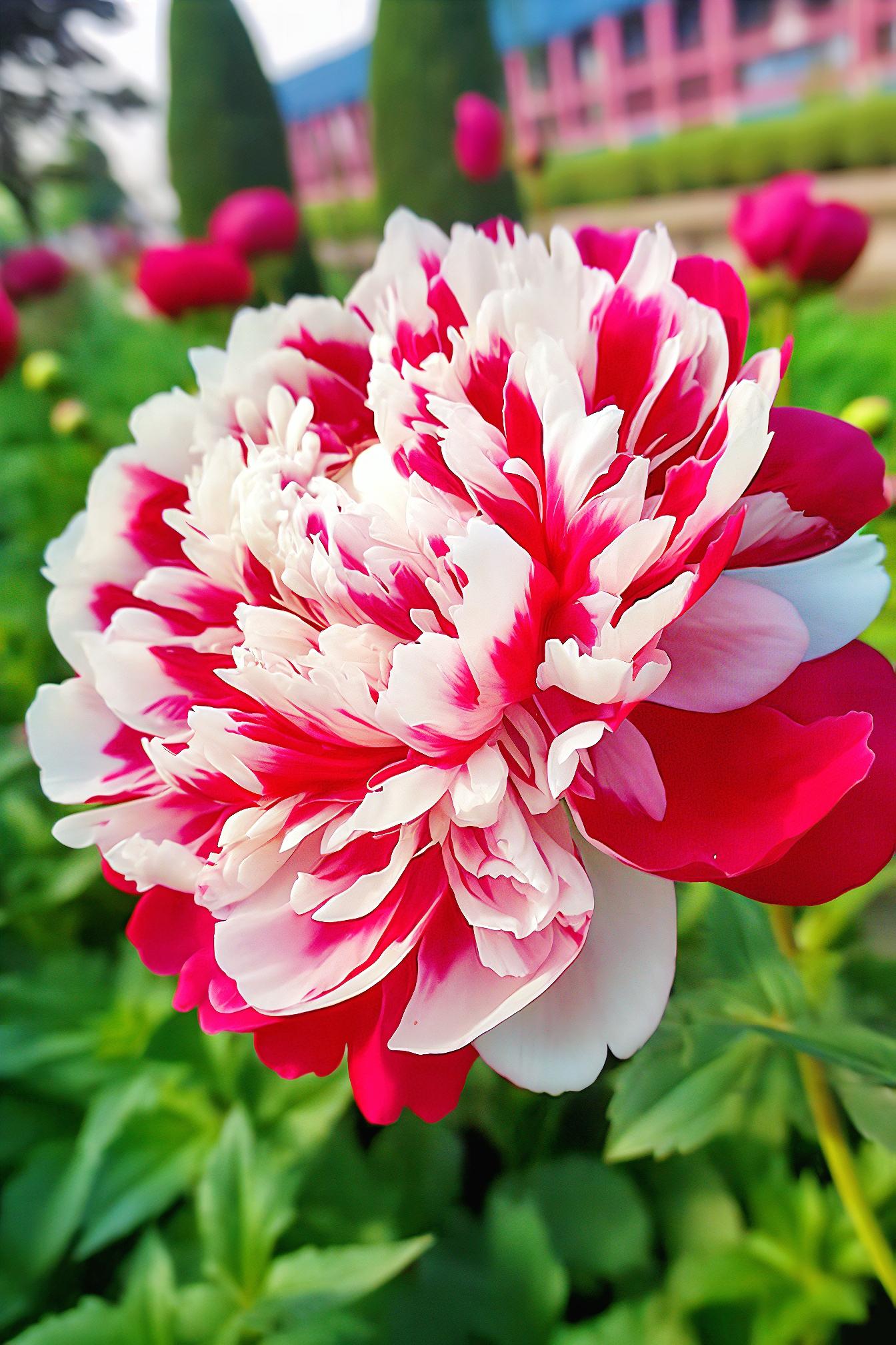 Silver light Peony Seeds – Symbol of luck and wealth