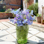 Alpine Forget Me Not Mixed Seeds - Myosotis alpestris - Biennial Flower Seeds - Organic Seeds
