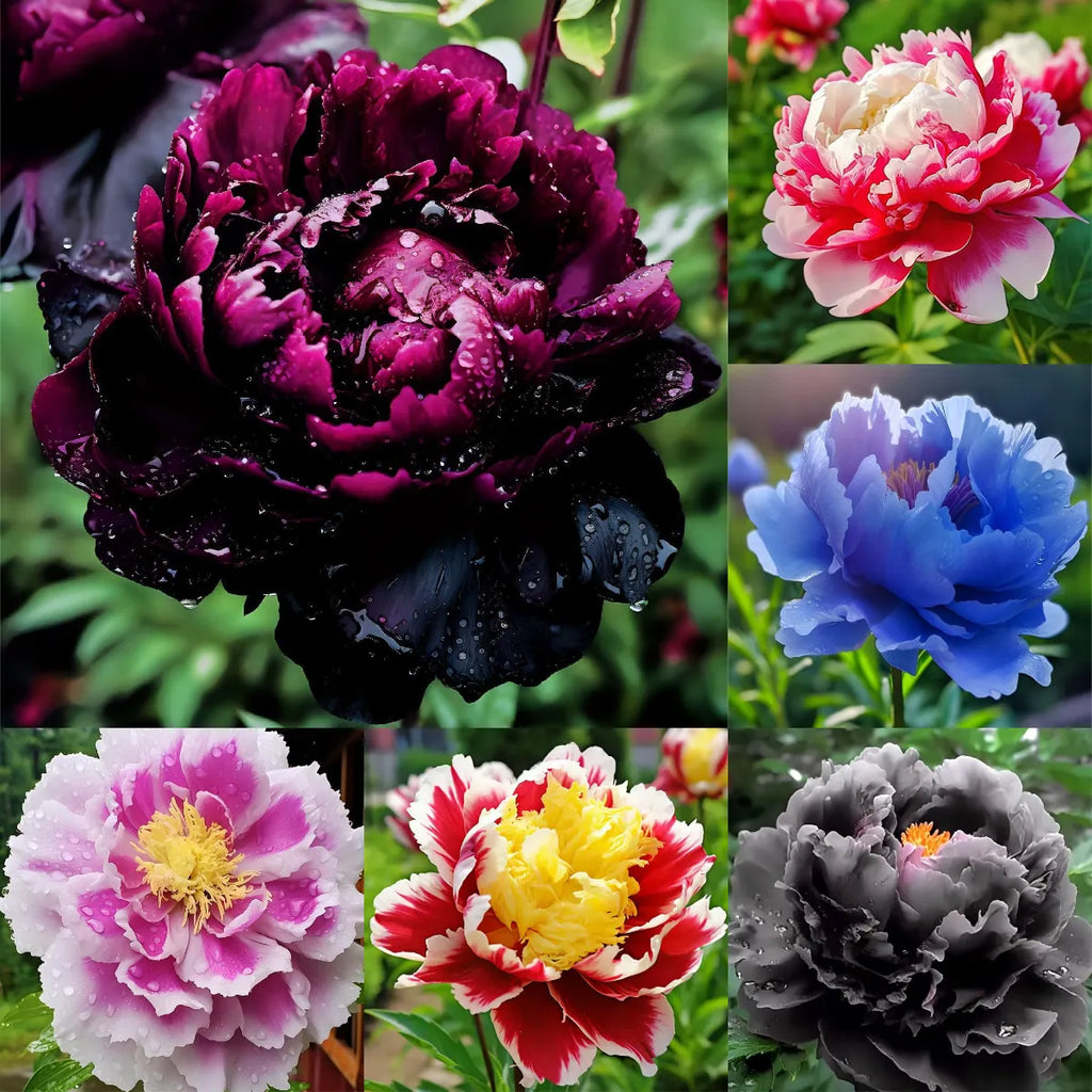 Silver light Peony Seeds – Symbol of luck and wealth