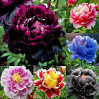 Yellow Peony Seeds – Symbol of luck and wealth