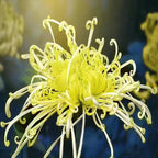 Mixed Spider Mums Flower Seeds-Over 20 Colors
