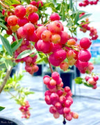 Pink Bliss Blueberry seeds - Double the sweetness