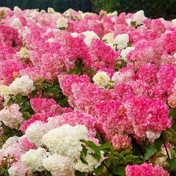 Strawberry Sundae Hydrangea