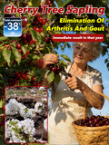 [No fruit, full refund] Premium Giant Sweet Cherry Sapling