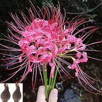 Spider Lily Bulbs-Multicolor🌈