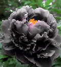 Silver light Peony Seeds – Symbol of luck and wealth