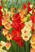🎉Limited Time Offer: 50% Off : Gladiolus Bulbs!