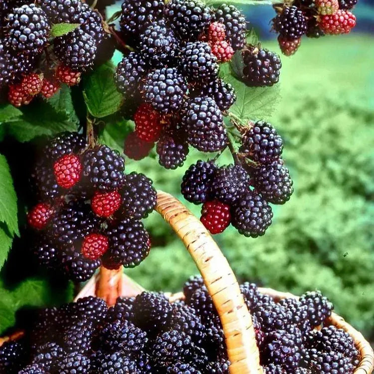 Giant Bayberry: Ping-Pong Ball Size, ⭐Strawberry-Cherry Fusion Flavor