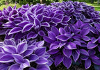 Mix Rare Hosta Flower Seeds