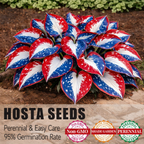 🔥Celebrate America's 250th 🌱Premium Rare Hosta Seeds🌿Shade-Tolerant Plant