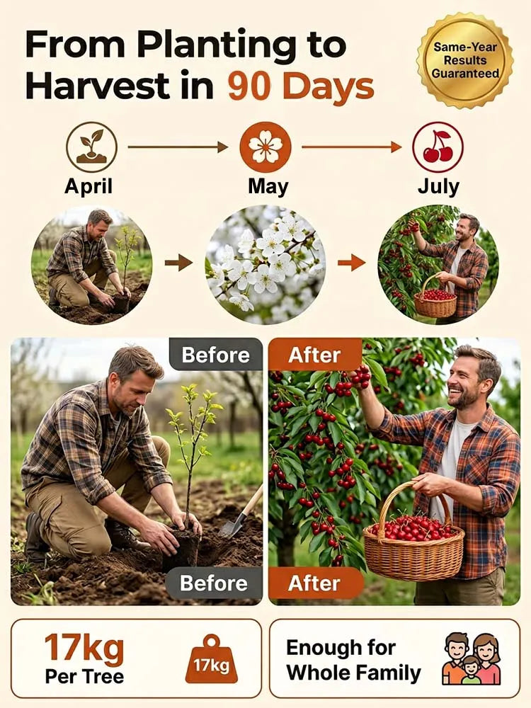 [No fruit, full refund] Premium Giant Sweet Cherry Sapling