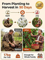 [No fruit, full refund] Premium Giant Sweet Cherry Sapling