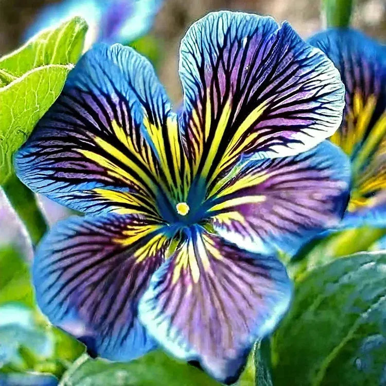 Multi-Colored  Petunia-Chilean Morning Glory Seeds