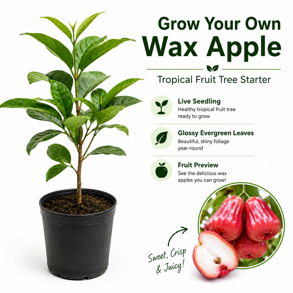 Live Wax Apple Tree Starter – Sweet, Crisp Tropical Fruit
