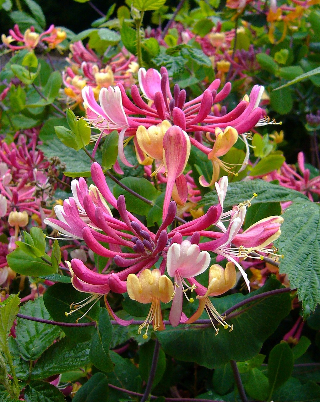 Colorful Honeysuckle Seeds 👍Flowers that are good for your health🌿