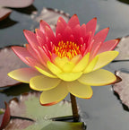 🌸[7 days germination]Last Day Sale - 50% OFF💐The Sacred Bonsai Bowl Lotus Flower