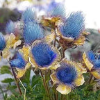 Prairie Smoke Flower Seeds