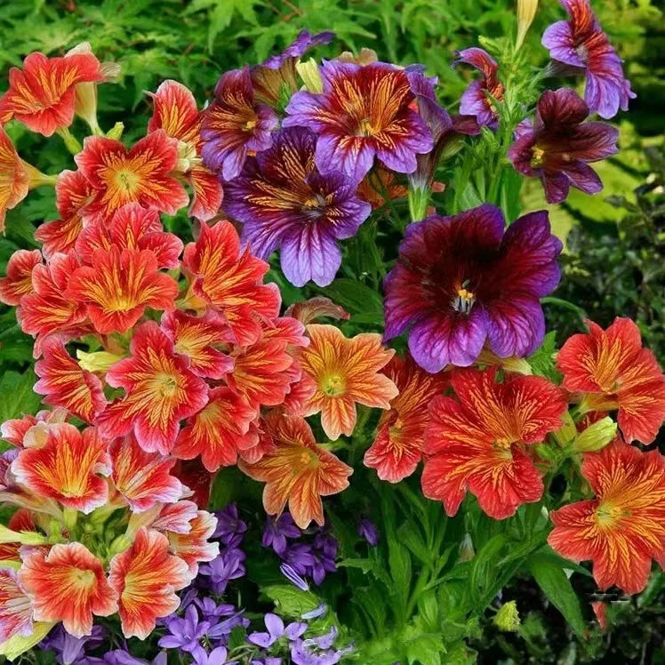 Multi-Colored  Petunia-Chilean Morning Glory Seeds