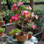 🎁Desert Rose Bulbs🌵Super easy care! 🌸 Adenium Obesum Bulbs