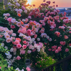 [3 days germination]🔥Last Day 49% OFF🌺Climbing Rose Seeds