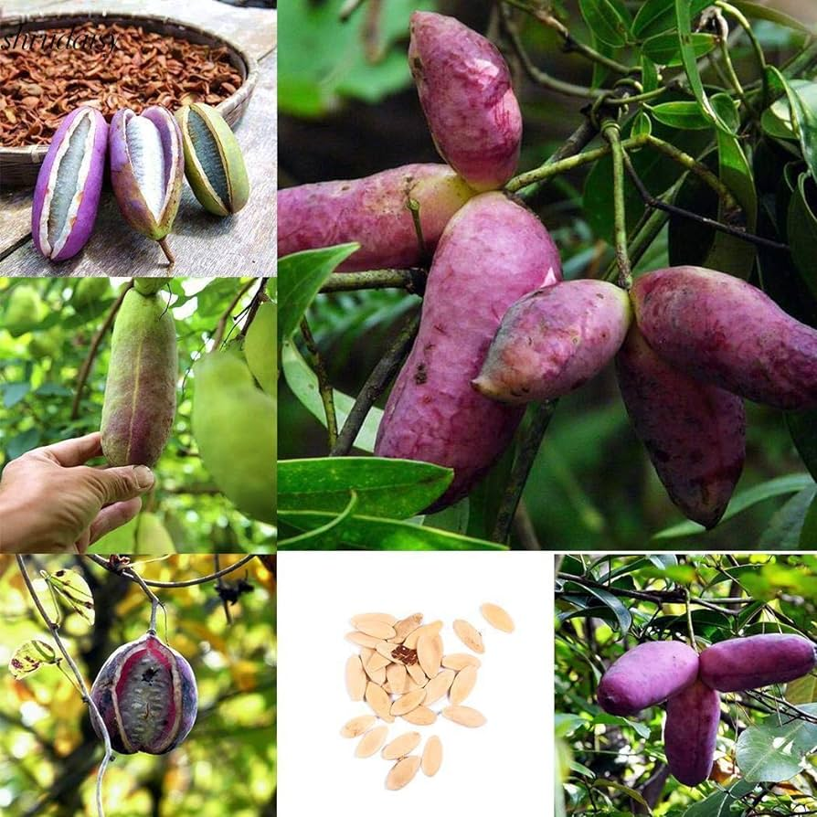 Stauntonia Latifolia Seeds-Organic Food