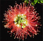 Barringtonia racemosa seeds🌸