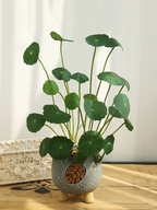 Copperleaf Seeds: Grow Your Own Luck and Prosperity! 🌿💰