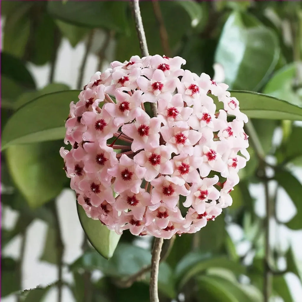 Hoya Seeds - Stars falling from the sky✨